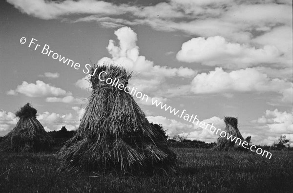 HARVEST SCENE